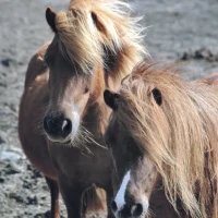 Activité sur le domaine : poney