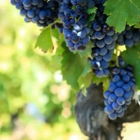 Visitez (et dégustez !) la route des vins.