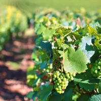 Visitez (et dégustez !) la route des vins.